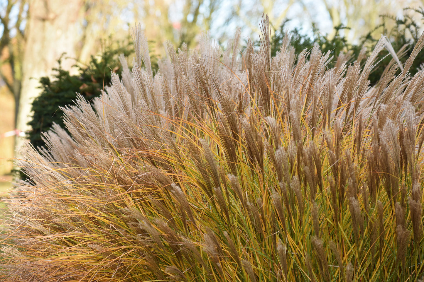 Miscanthus sinensis 'Malepartus' (Prachtriet)