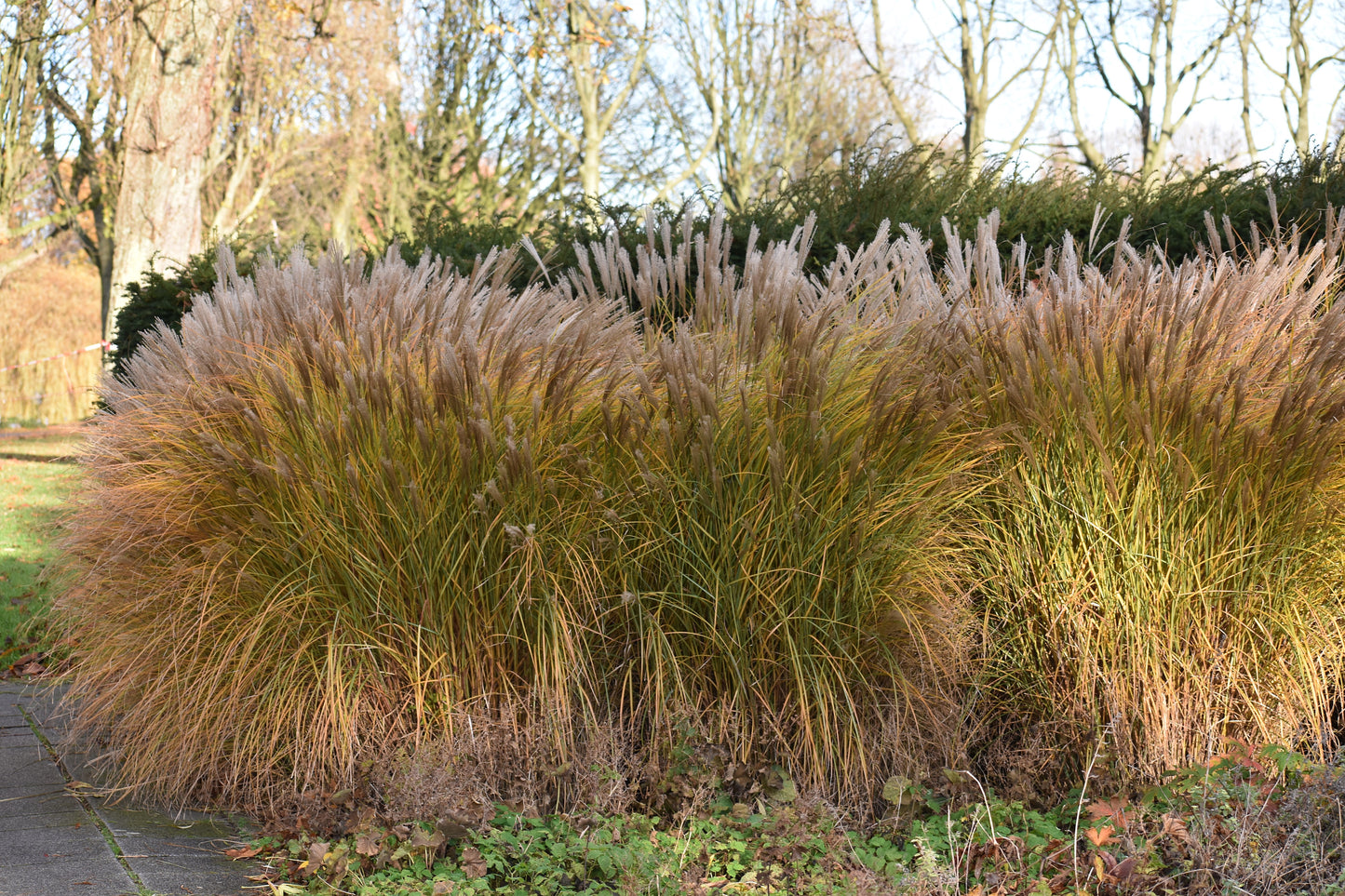 Miscanthus sinensis 'Malepartus' (Prachtriet)
