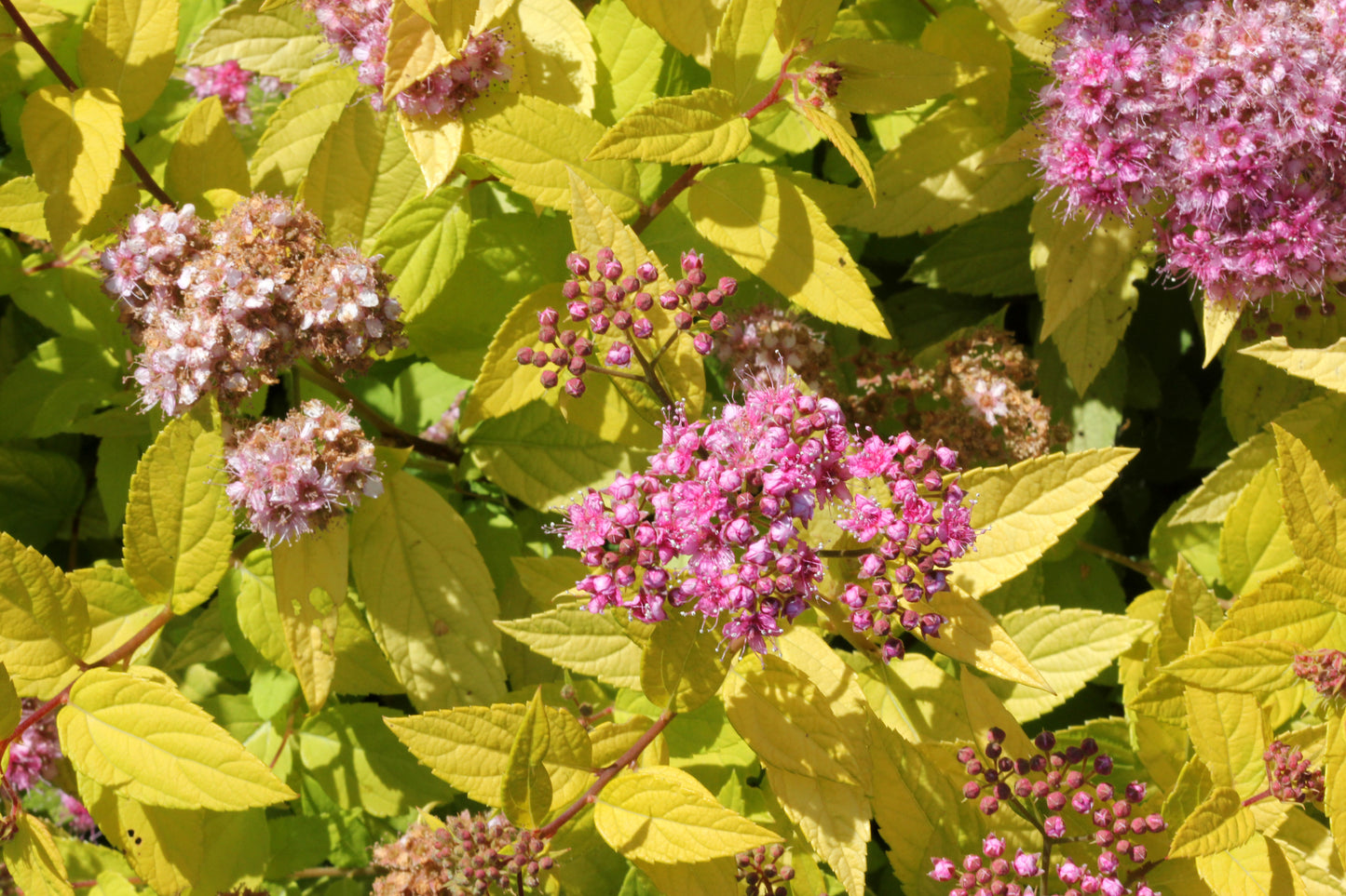 Spiraea japonica 'Goldflame' (Japanse Spierstruik)