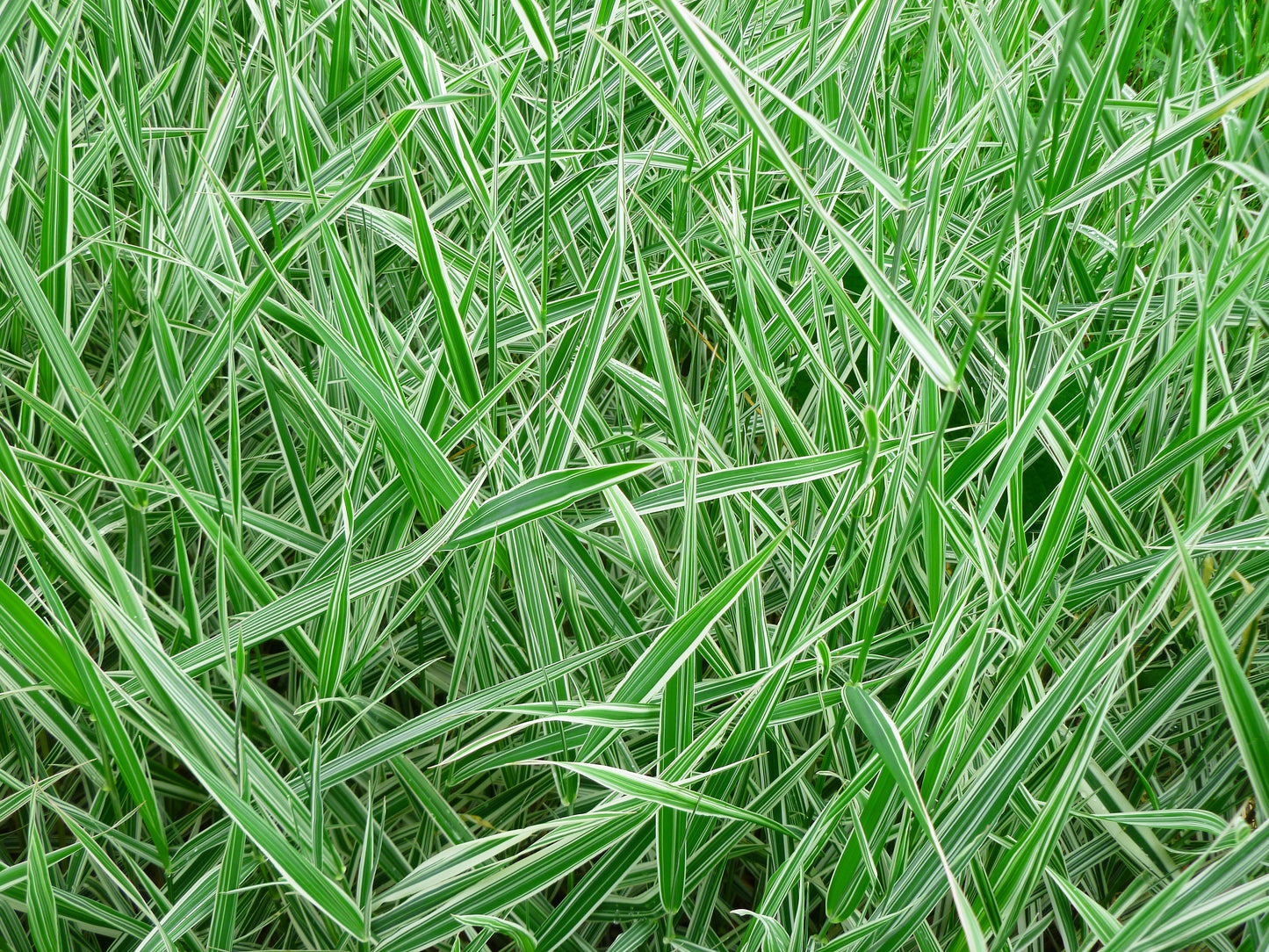 Carex morrowii 'Ice Dance' (Zegge)