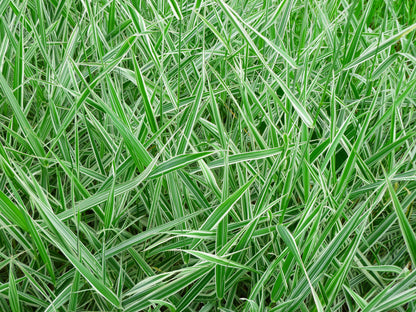 Carex morrowii 'Ice Dance' (Zegge)