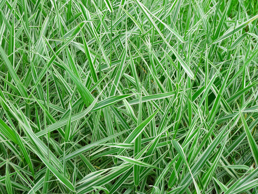 Carex morrowii 'Ice Dance' (Zegge)