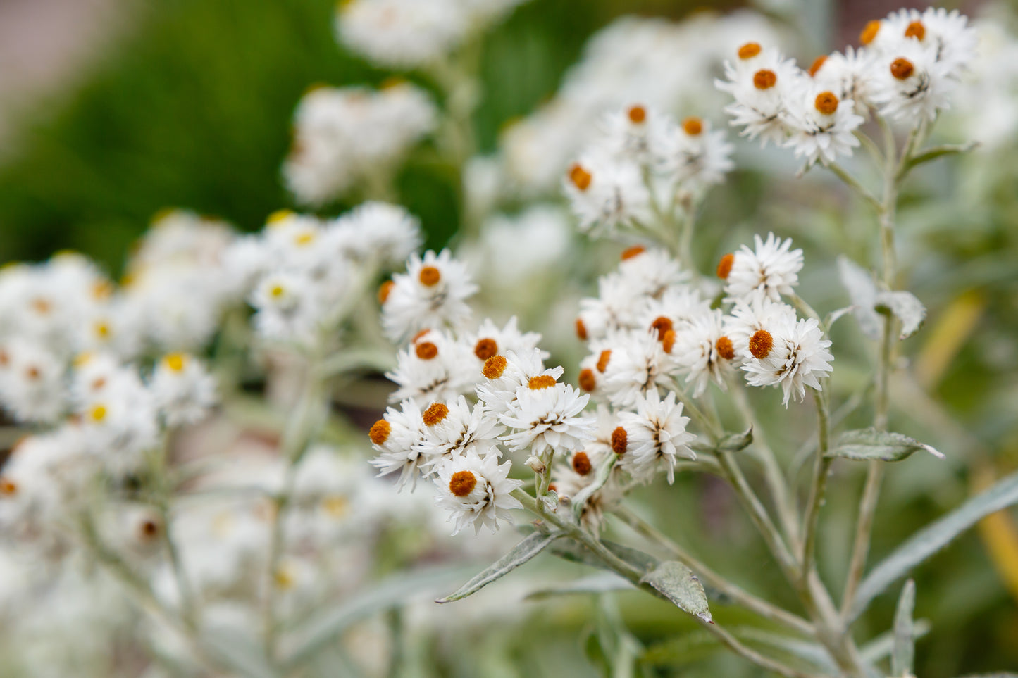 Anaphalis triplinervis (Witte knoop)