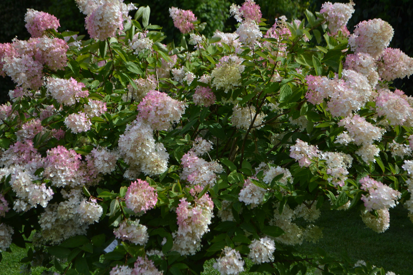 Hydrangea paniculata 'Grandiflora' (Pluimhortensia)