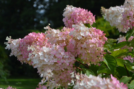 Hydrangea paniculata 'Grandiflora' (Pluimhortensia)