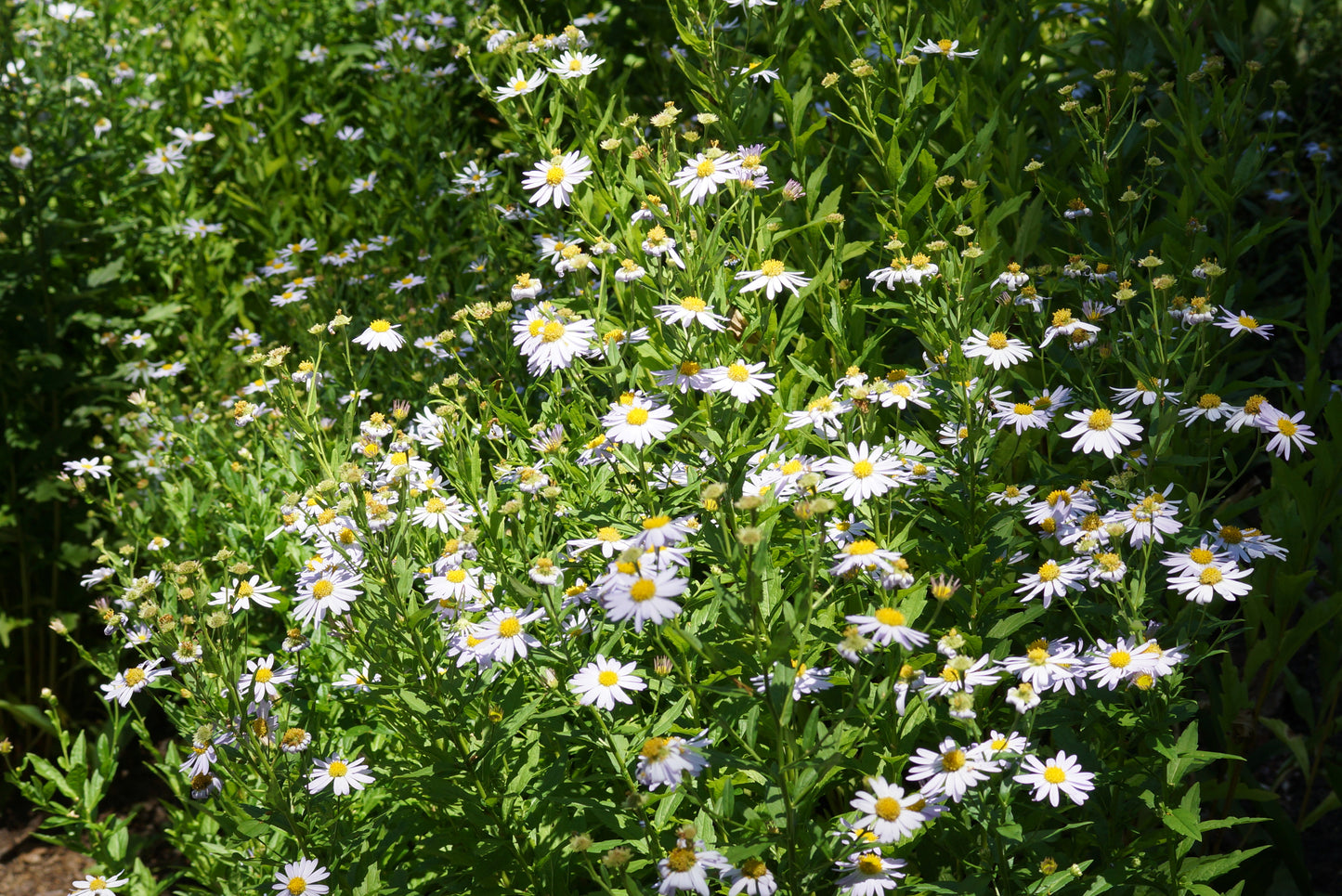 Kalimeris incisa 'Blue Star' (Zomeraster)