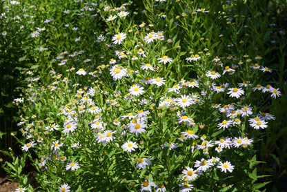 Kalimeris incisa 'Blue Star' (Zomeraster)