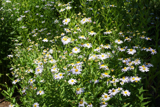 Kalimeris incisa 'Blue Star' (Zomeraster)