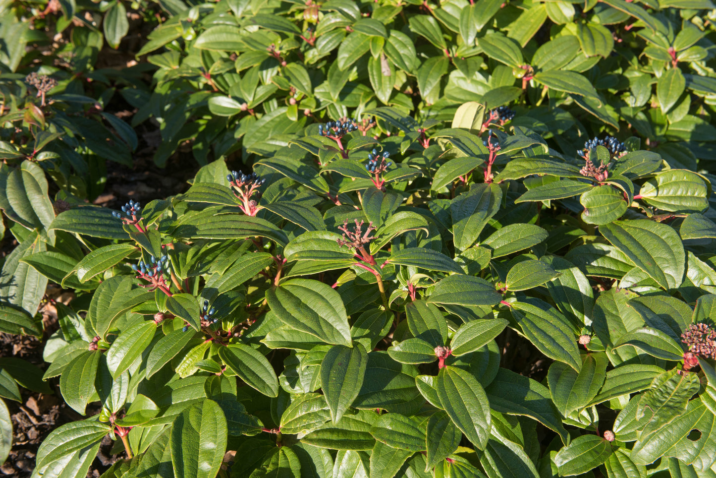 Viburnum davidii (Groenblijvende Sneeuwbal)