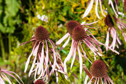 Echinacea pallida 'Hula Dancer' (Zonnehoed)