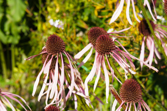 Echinacea pallida 'Hula Dancer' (Zonnehoed)