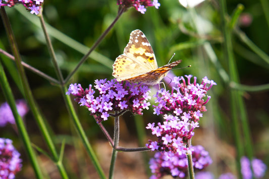 Verbena bonariensis 'Lollipop' (IJzerhard)