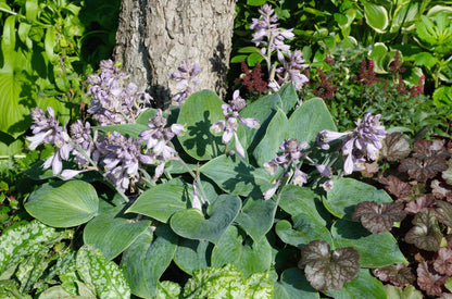 Hosta 'Halcyon' (Hartlelie)