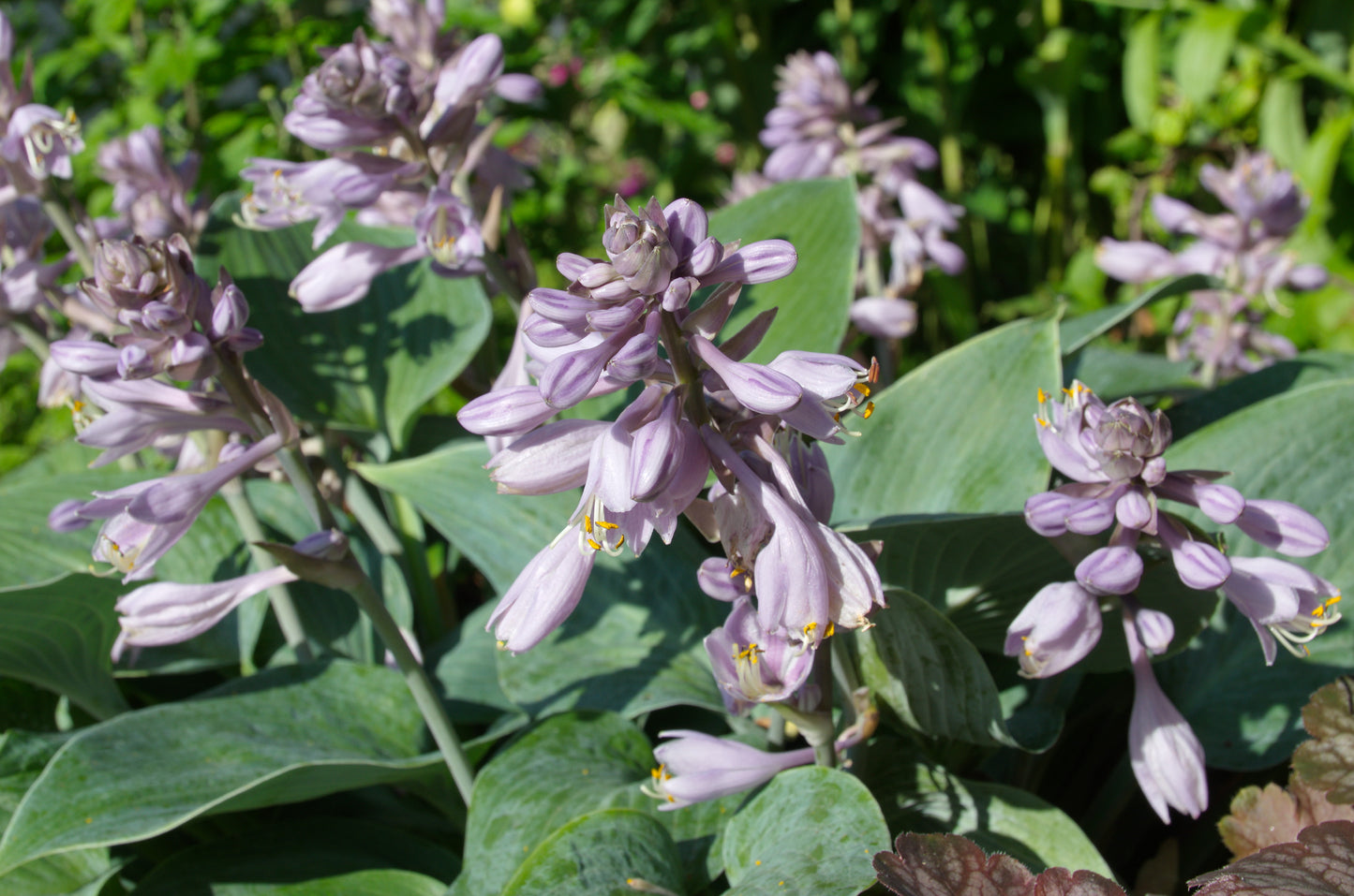 Hosta 'Halcyon' (Hartlelie)