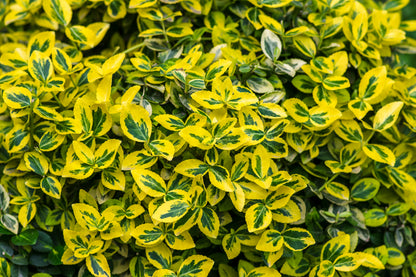 Euonymus fortunei 'Emerald 'n Gold' (Kardinaalsmuts)