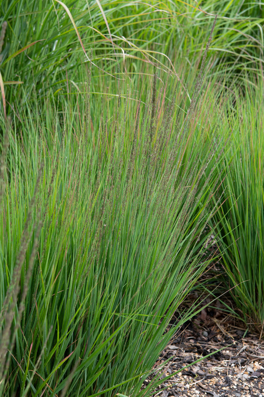 Molinia caerulea 'Moorhexe' (Pijpestrootje)