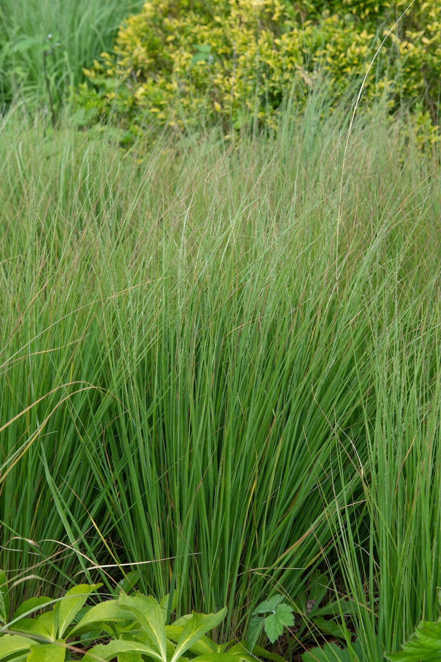 Molinia caerulea 'Moorhexe' (Pijpestrootje)