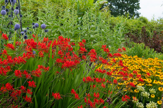 Crocosmia 'Lucifer' (Montbretia)