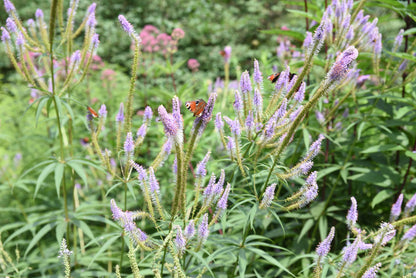 Veronicastrum virginicum 'Fascination' (Ereprijs)