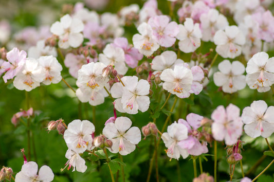 Geranium cantabrig. 'Biokovo' (Ooievaarsbek)