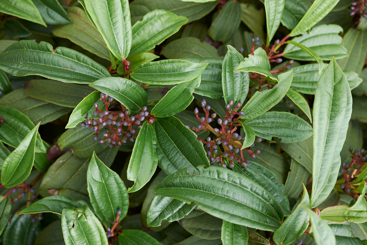 Viburnum davidii (Groenblijvende Sneeuwbal)