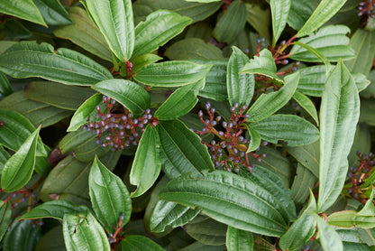 Viburnum davidii (Groenblijvende Sneeuwbal)