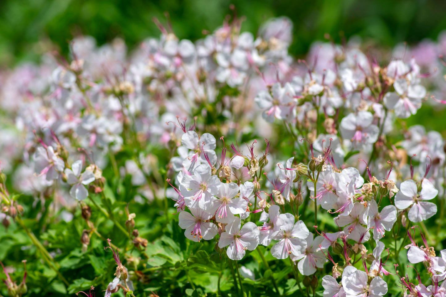 Geranium cantabrig. 'Biokovo' (Ooievaarsbek)
