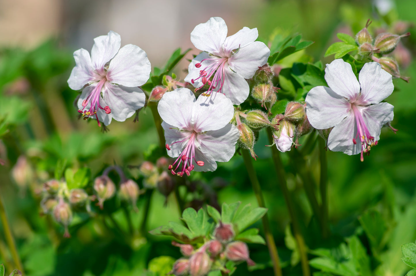 Geranium cantabrig. 'Biokovo' (Ooievaarsbek)