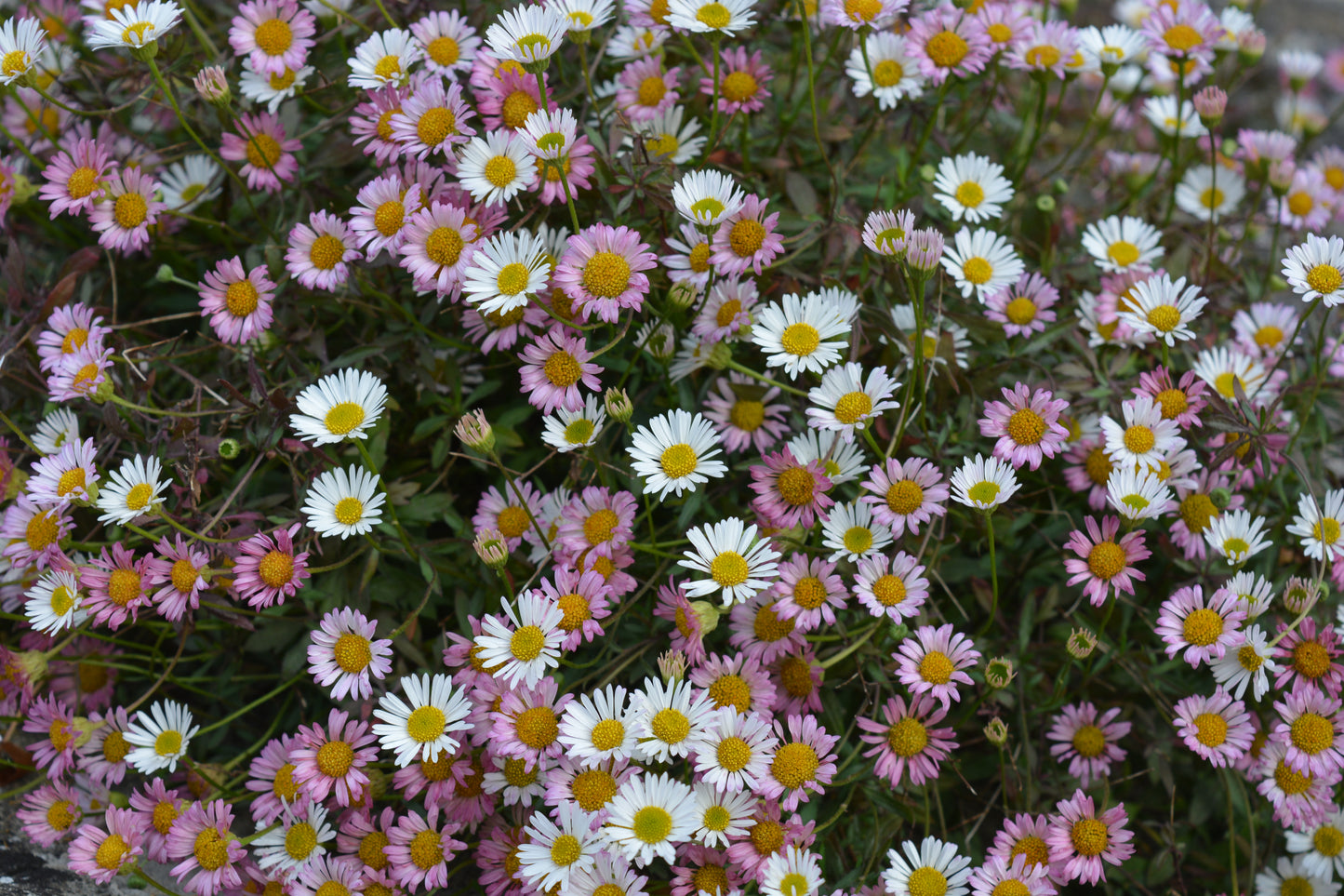 Erigeron karvinskianus (Mexicaans madeliefje)
