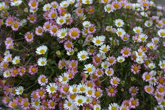 Erigeron karvinskianus (Mexicaans madeliefje)