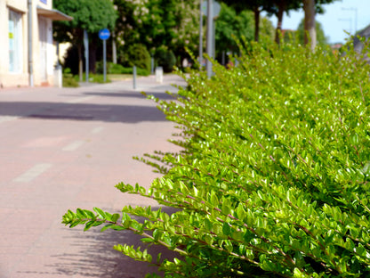 Lonicera nitida (Struikkamperfoelie)