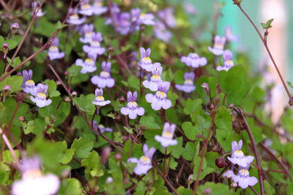 Cymbalaria muralis (Muurleeuwenbek)