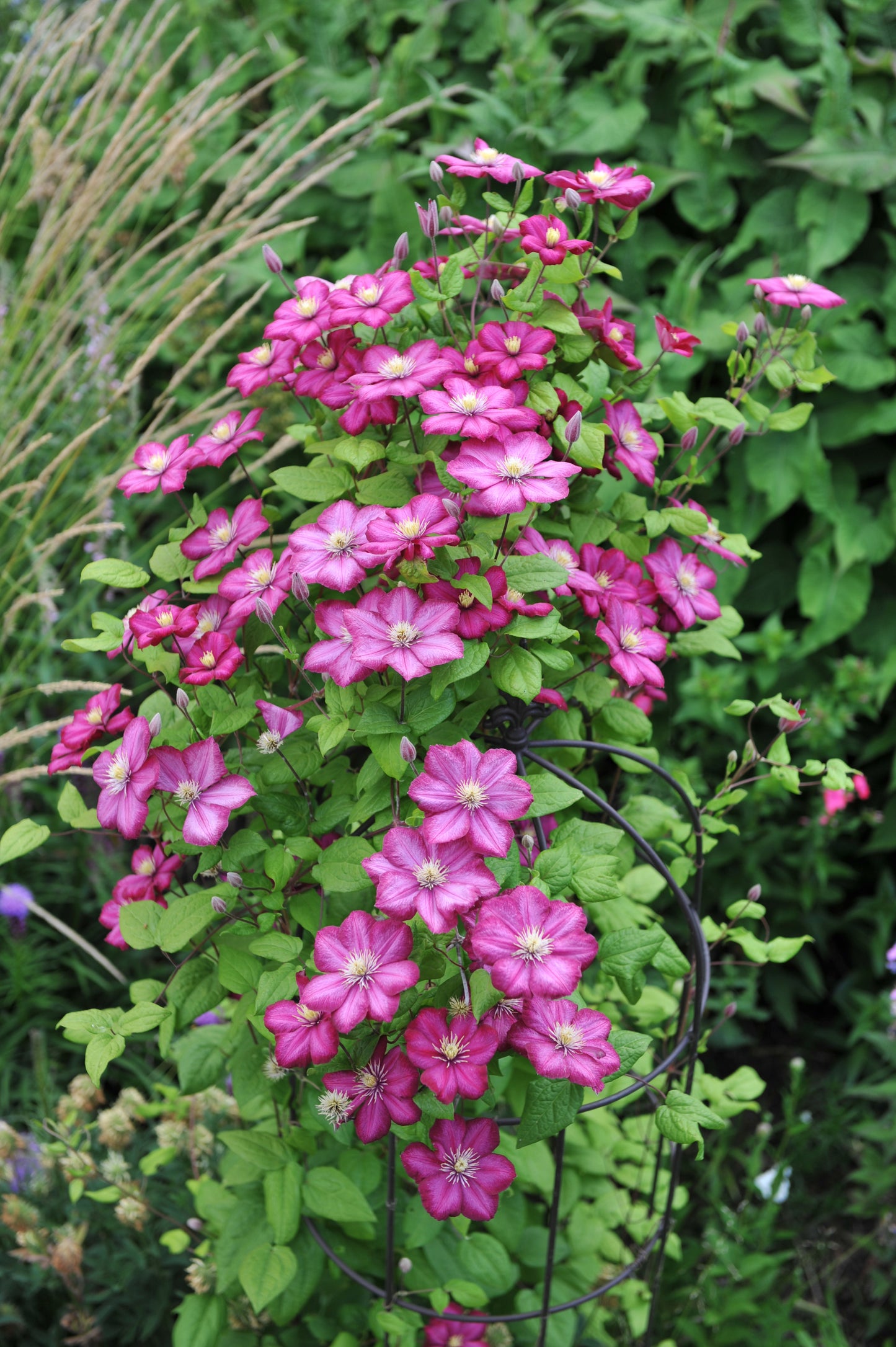 Clematis 'Ville de Lyon' (Bosrank)