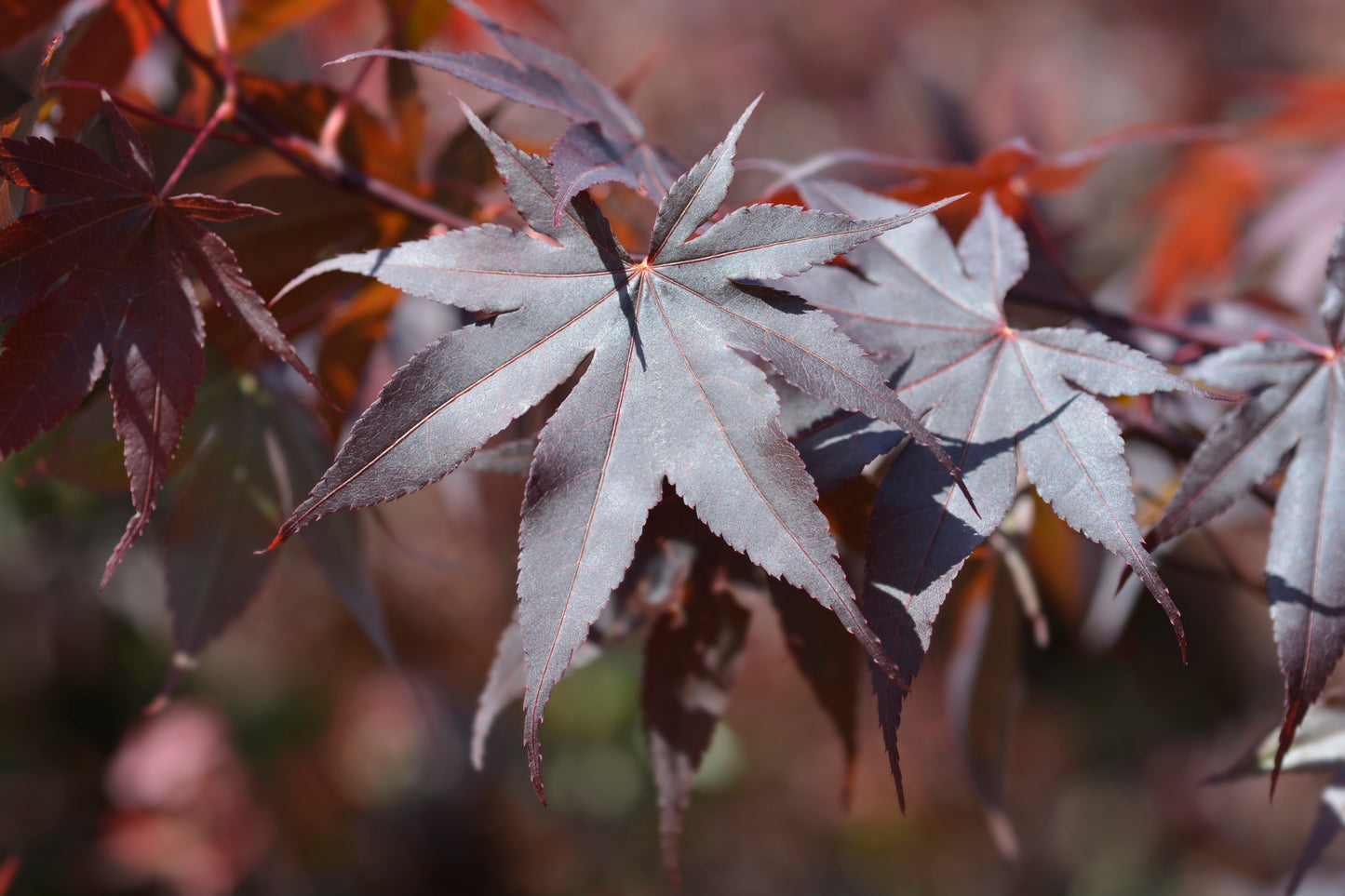 Acer palmatum 'Bloodgood' (Japanse Esdoorn)