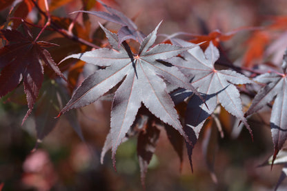 Acer palmatum 'Bloodgood' (Japanse Esdoorn)