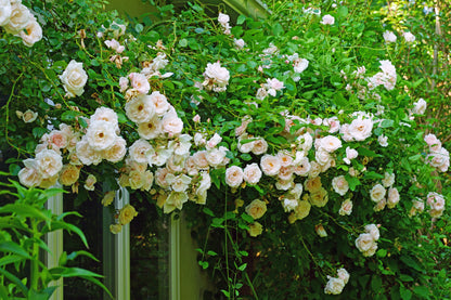 Rosa 'New Dawn' (Klimroos)