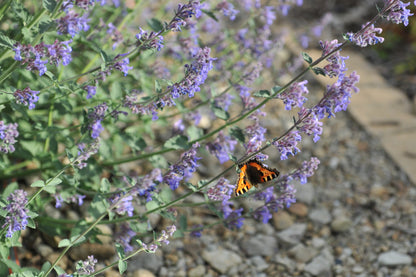 Nepeta 'Six Hills Giant' (Kattenkruid)