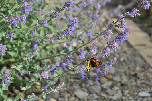 Nepeta 'Six Hills Giant' (Kattenkruid)