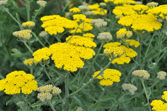 Achillea 'Moonshine' (Duizendblad)