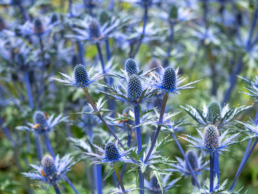 Eryngium x zabelii 'Big Blue' (Kruisdistel)
