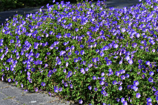 Geranium 'Rozanne' (Ooievaarsbek)
