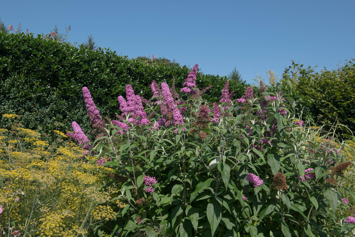 Buddleja davidii 'Pink Delight' (Vlinderstruik)