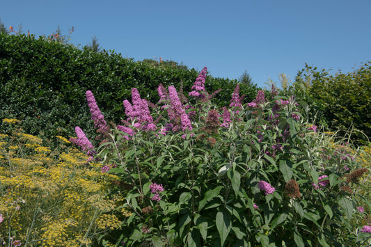 Buddleja davidii 'Pink Delight' (Vlinderstruik)