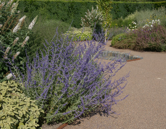 Perovskia 'Blue Spire' (Russische salie)