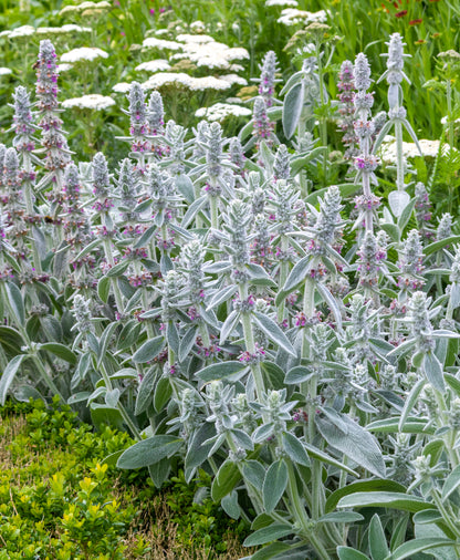 Stachys byzantina (Ezelsoren)