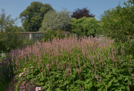 Persicaria amplexicaulis 'Rosea' (Duizendknoop)