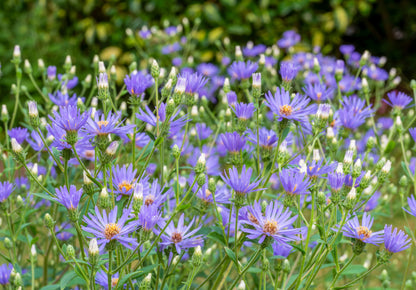 Aster macrophyllus 'Twilight'
