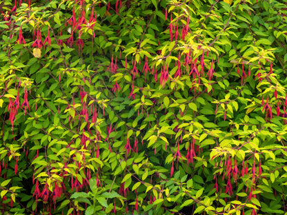 Fuchsia magellanica (Bellenplant / Geaarde Fuchsia)