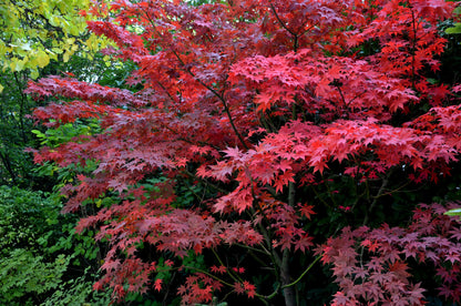 Acer palmatum 'Bloodgood' (Japanse Esdoorn)