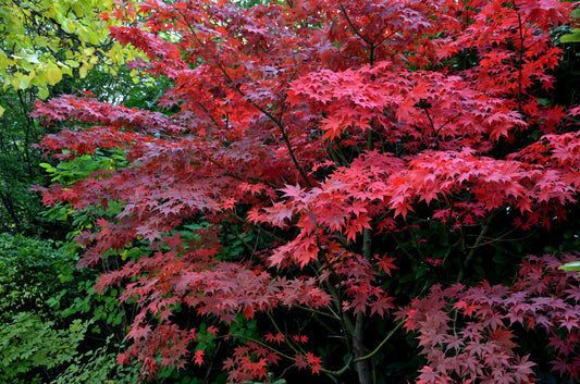 Acer palmatum 'Bloodgood' (Japanse Esdoorn)